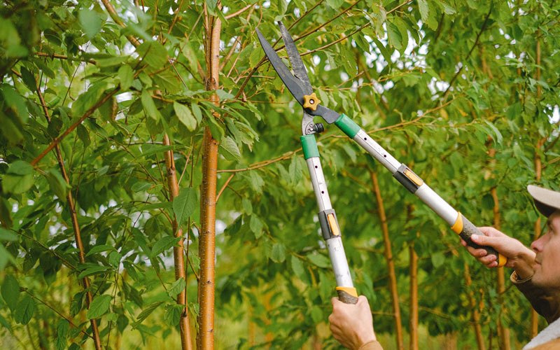 Tree trimming in Chico, TX