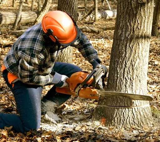 Tree Removal in Chico, TX